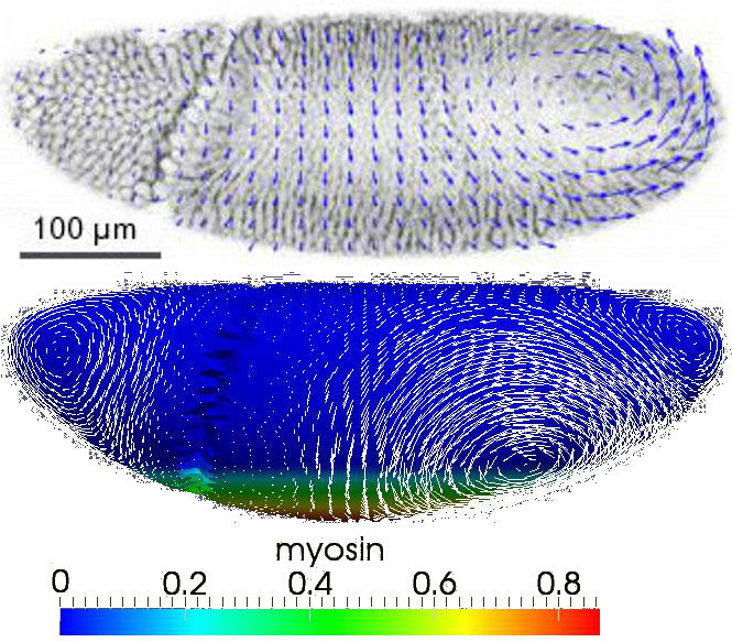 [drosophile gastrulation]