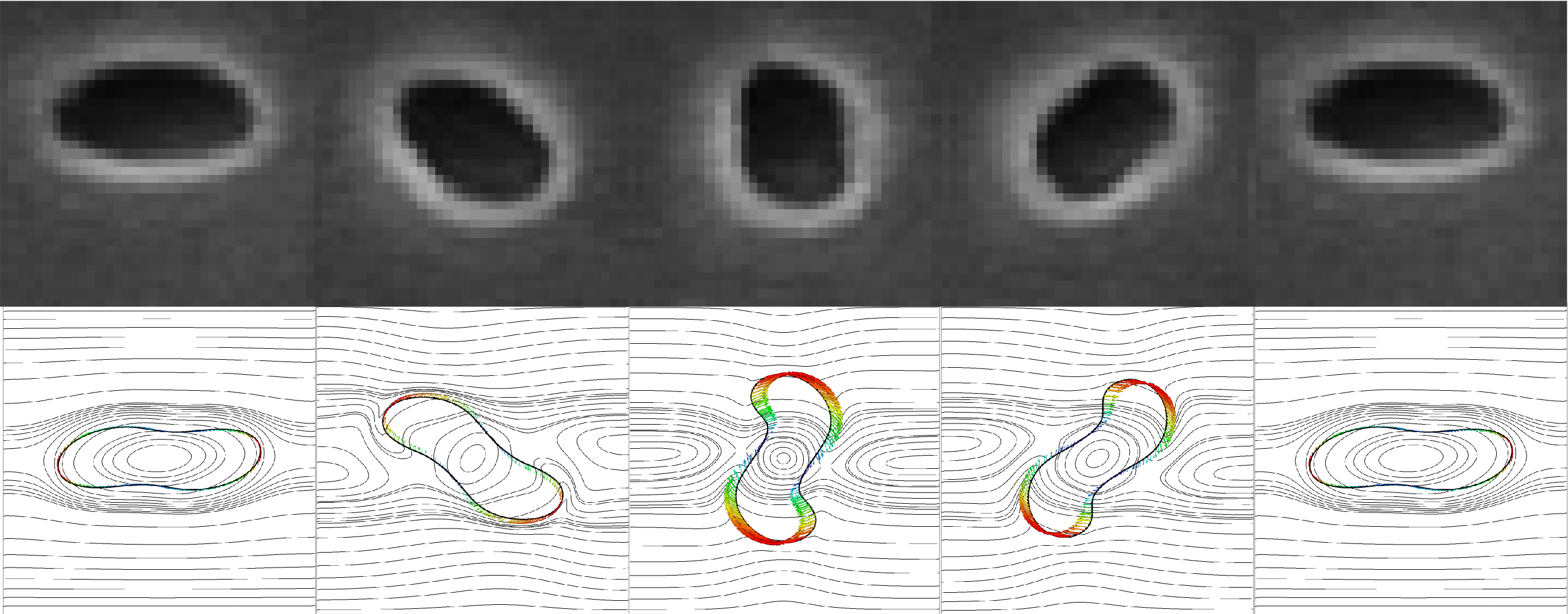[vesicle under shear]